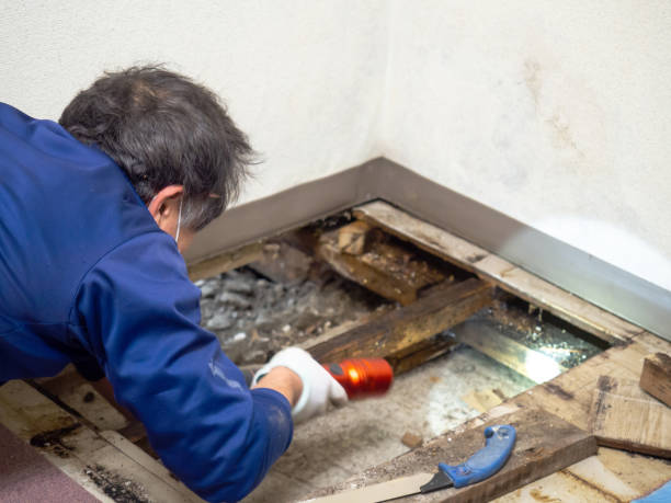 Best Certified Mold Removal  in Chesapeake Beach, MD