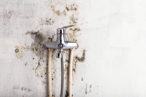 Best Home Mold Removal  in Chesapeake Beach, MD