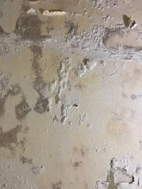 Office Mold Removal Services in Chesapeake Beach, MD