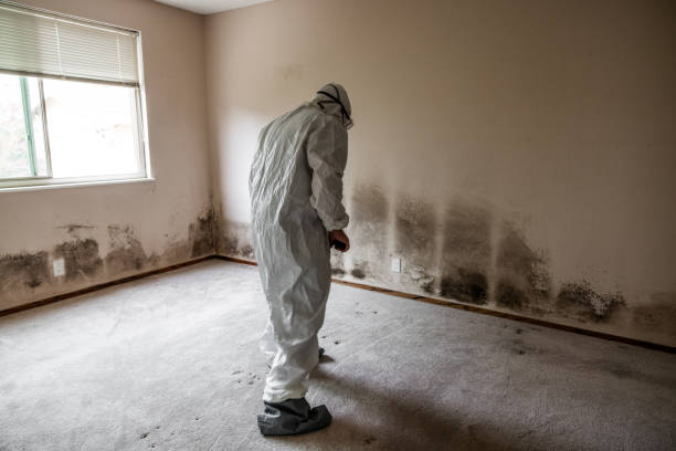 Professional Mold Removal in Chesapeake Beach, MD