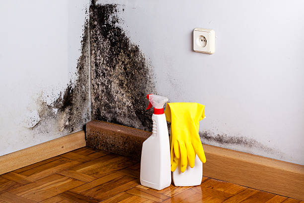 Mold Removal and Inspection in Chesapeake Beach, MD